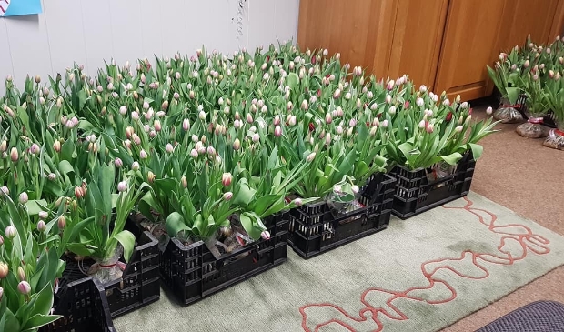 SamenLeven-KBO verrast leden met tulpen