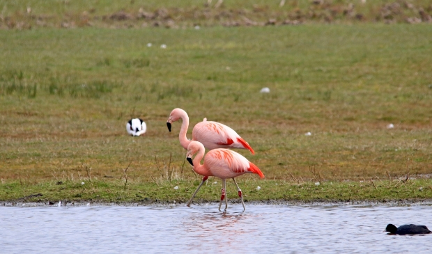 Flamingo’s in Noordijk