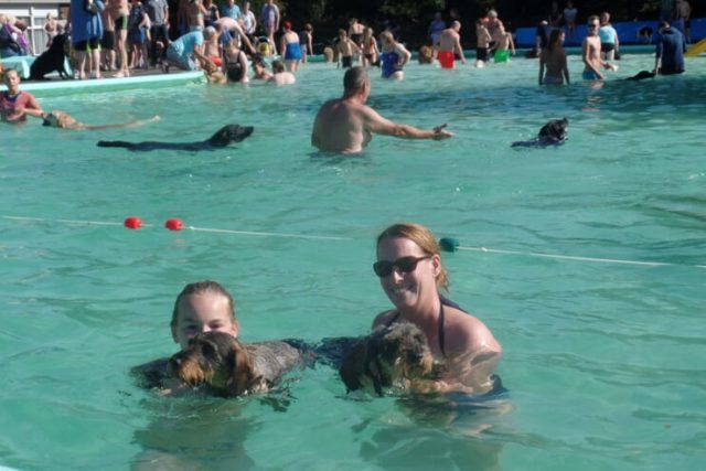 Baas en hond zwemmen slotstuk zwemseizoen De Meene